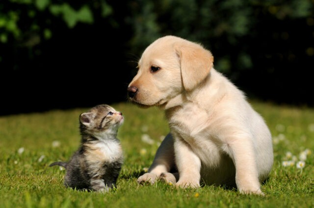 chá verde em alimentos comerciais para pets