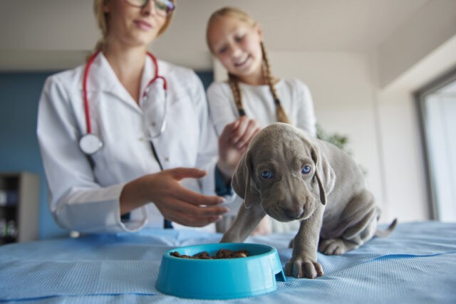 uso-de-colorantes-en-la-alimentación-animal